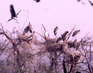 Stork 300.jpg (20836 bytes)