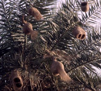 Weaver Bird Nests 300.jpg (36459 bytes)